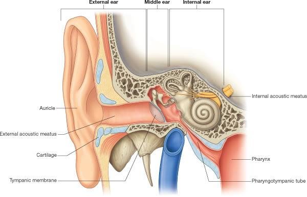 types of hearing loss,What Is Hearing Loss,Signs That You Are Losing Your Hearing Ability,3 Main Types Of Hearing Loss,soundlife hearing